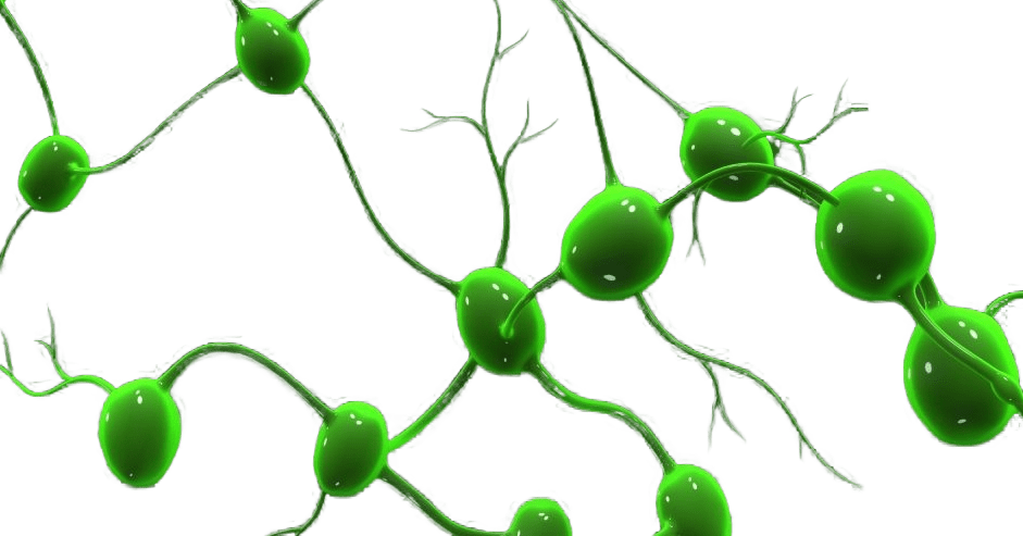 Illustration of the human lymphatic system showing lymph nodes and vessels.